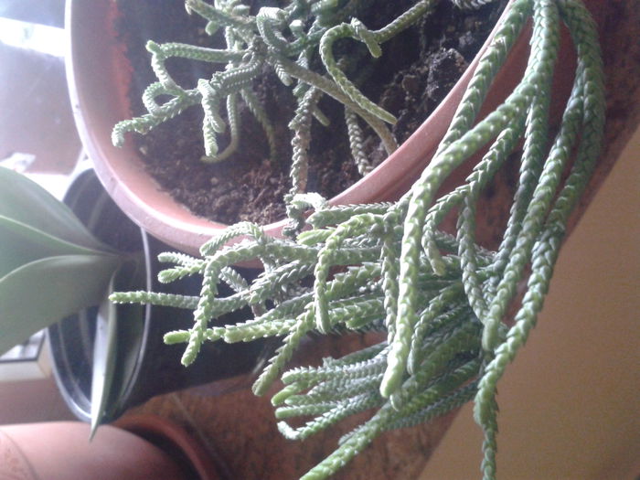 2014-11-12 12.14.38 - crassula muscosa