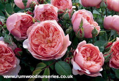 The Alnwick Rose - Achizitii trandafiri 2014