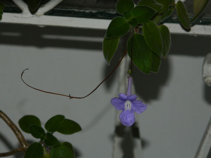 DSCN3195 - NOIEMBRIE_2_2014