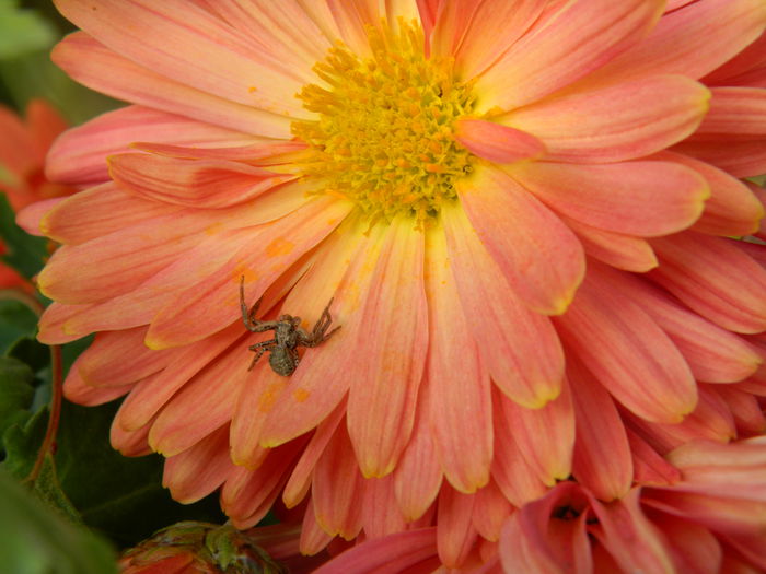 DSCN3205 - NOIEMBRIE_2_2014