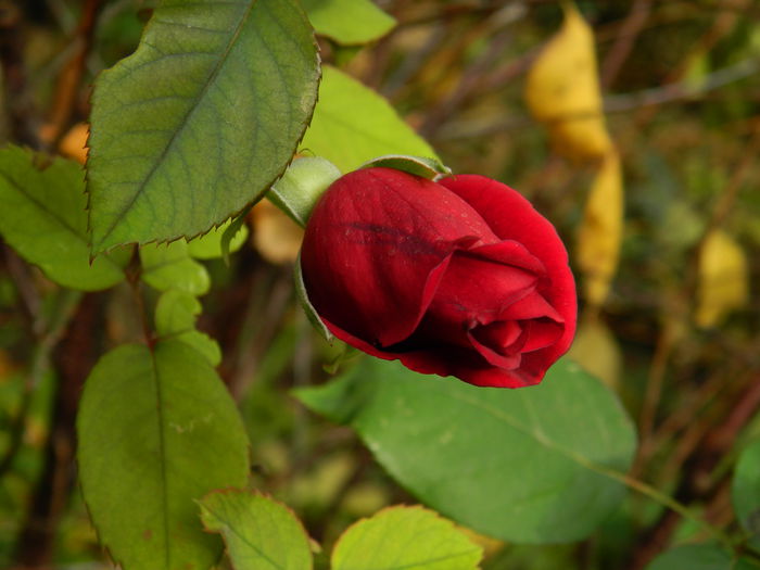 DSCN3236 - NOIEMBRIE_2_2014