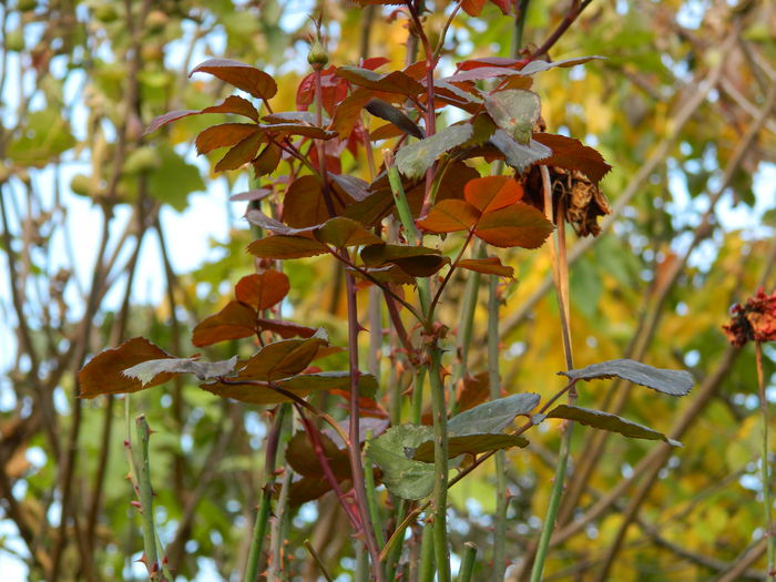 DSCN3265 - NOIEMBRIE_2_2014