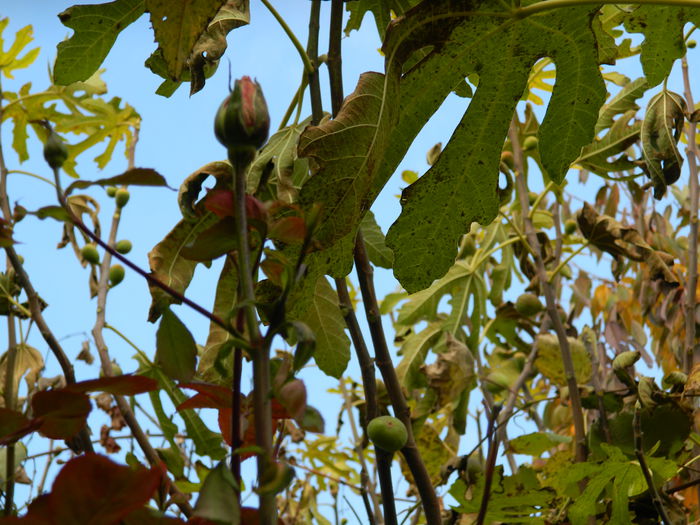 DSCN3280 - NOIEMBRIE_2_2014