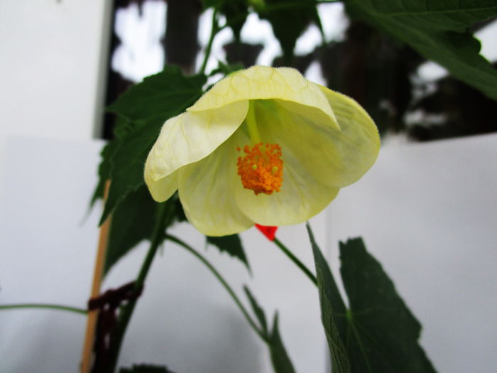 Abutilon alb-galbui (11-XI-2014m)2