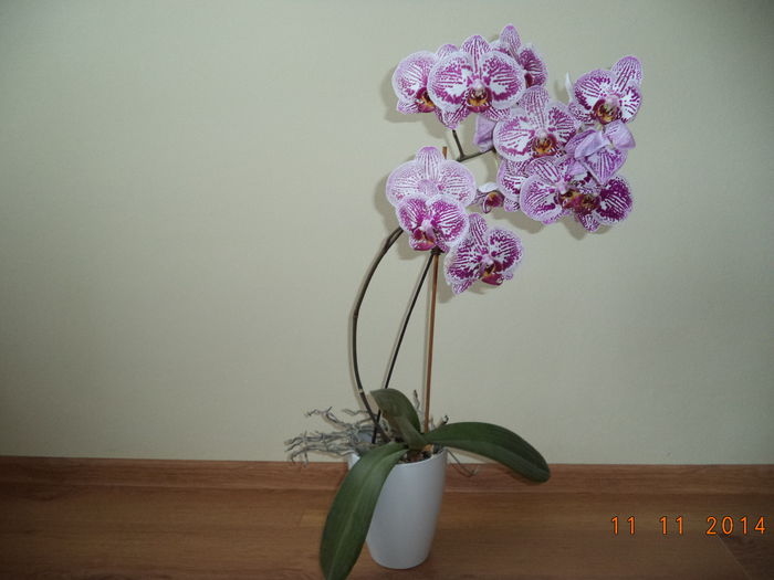 DSC01921