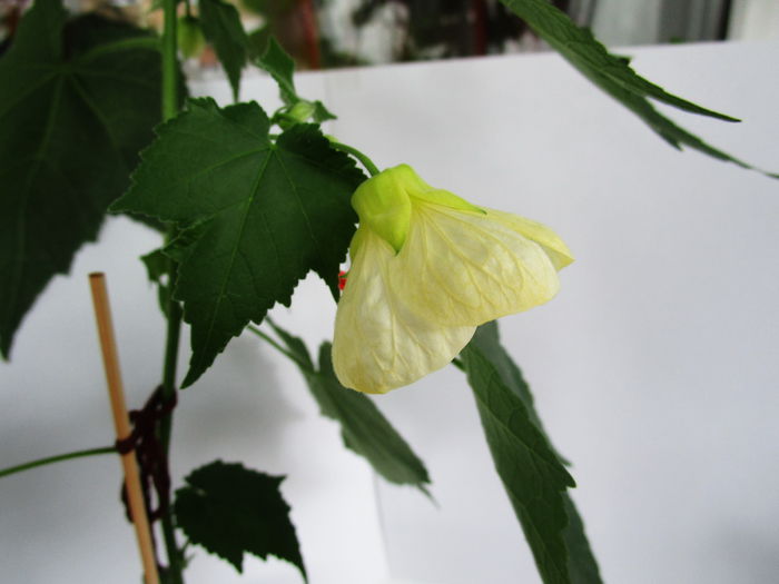 Abutilon alb-galbui (11-XI-2014m)1