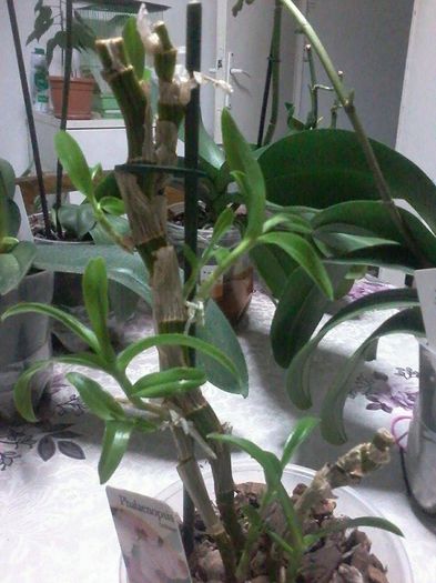 keiki - Orhidee dendrobium 2013