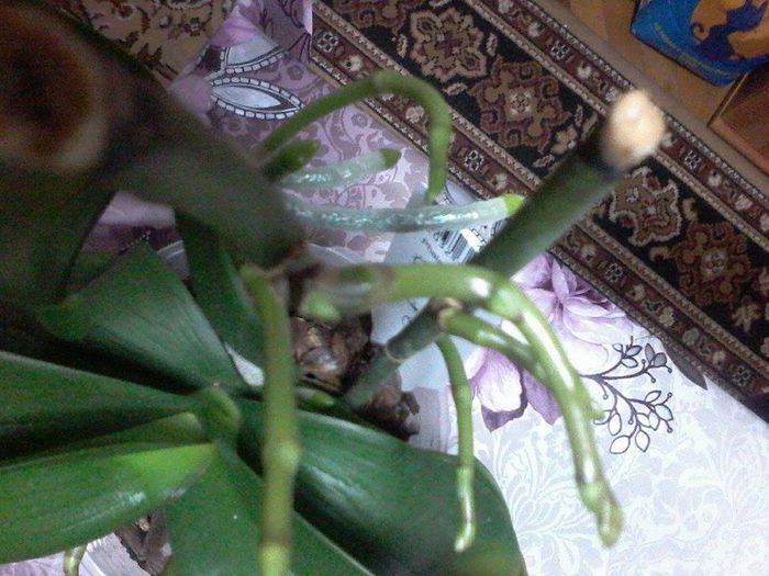 7 tije noi de flori batranica mea