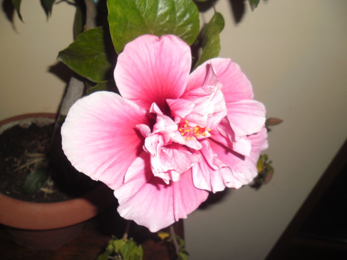 Charles Septembre - Hibiscus 2014-1