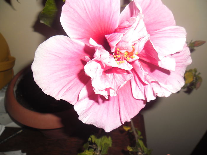 017 - Hibiscus 2014-1