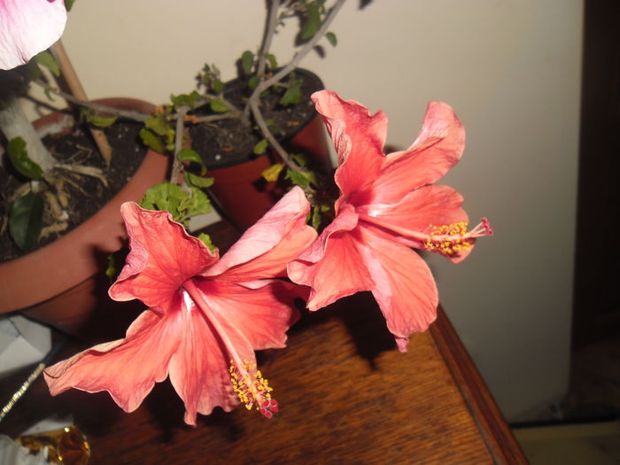 025 - Hibiscus 2014-1