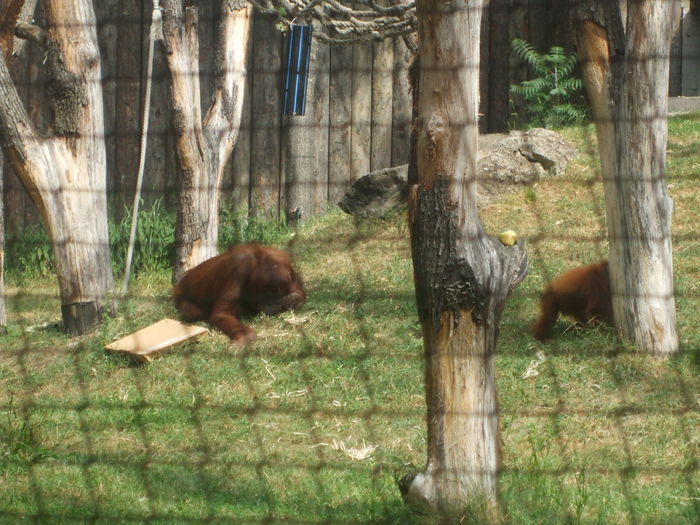 DSCF1585 - gradina zoo din Budapesta