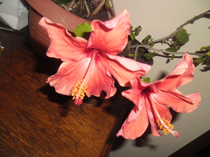 023 - Hibiscus 2014-1