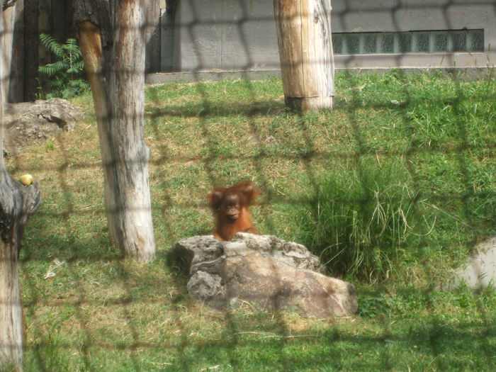 DSCF1586 - gradina zoo din Budapesta