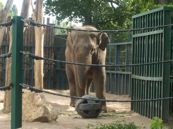 DSCF1595 - gradina zoo din Budapesta