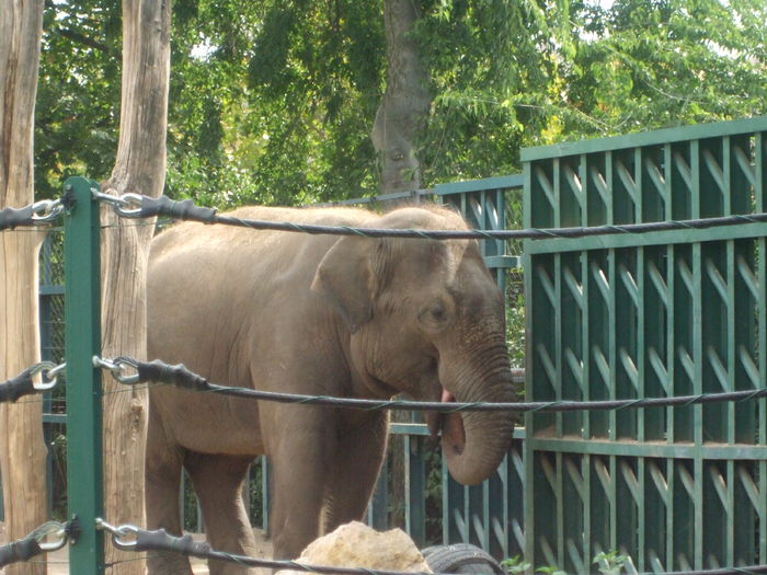 DSCF1596 - gradina zoo din Budapesta