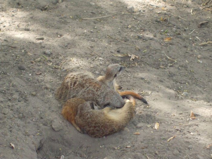 DSCF1598 - gradina zoo din Budapesta