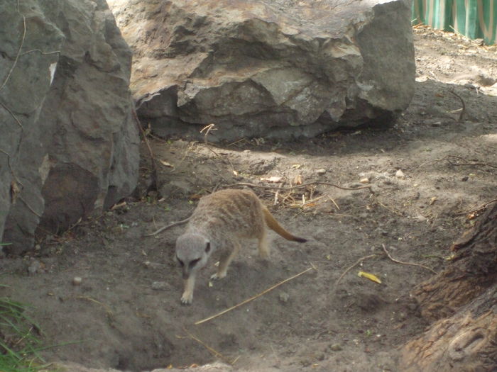 DSCF1599 - gradina zoo din Budapesta