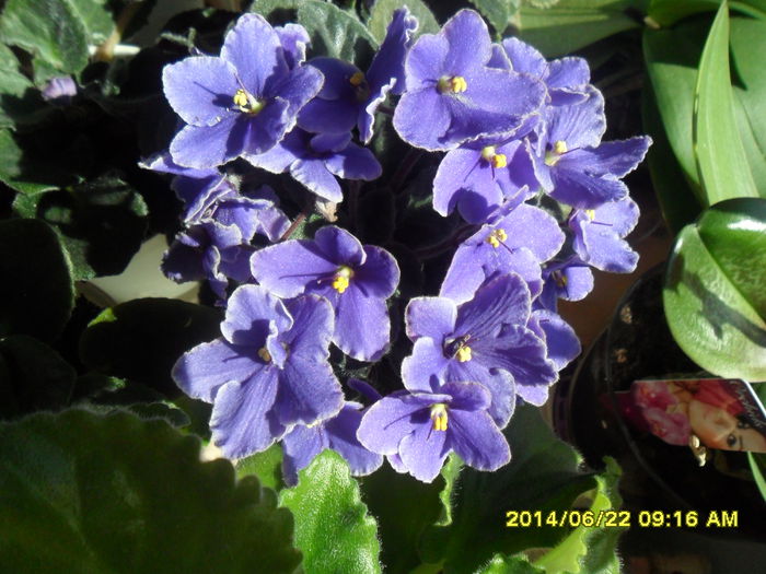 SAM_6541 - Vara 2014