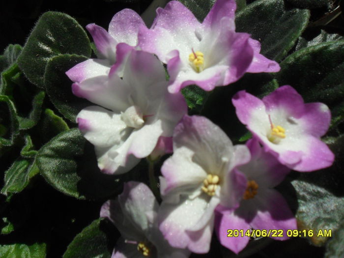 SAM_6543 - Vara 2014