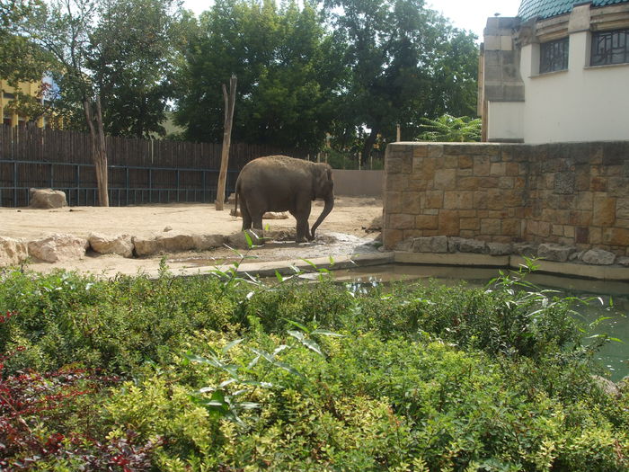 DSCF1600 - gradina zoo din Budapesta