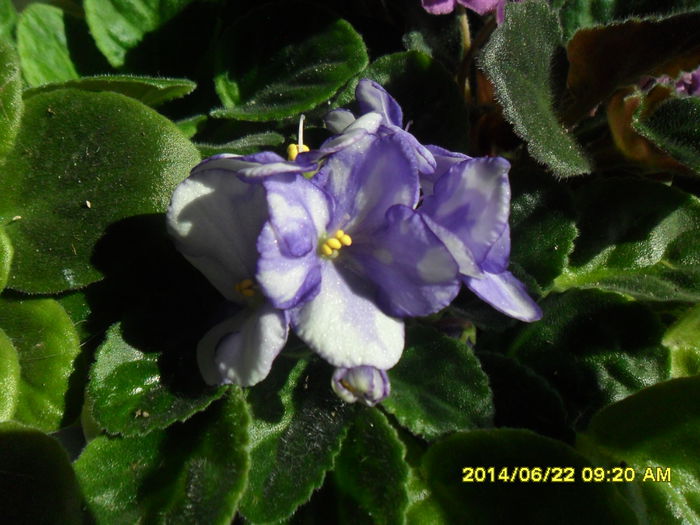 SAM_6550 - Vara 2014