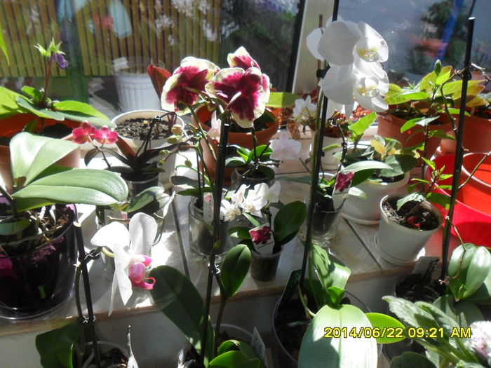 SAM_6553 - Vara 2014