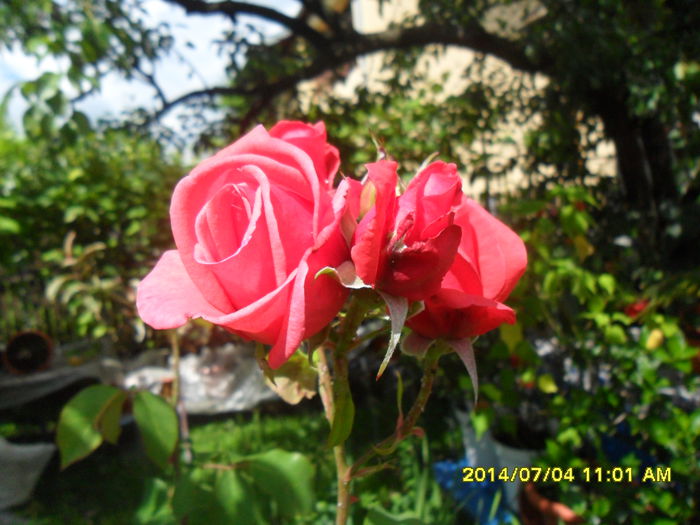 SAM_6592