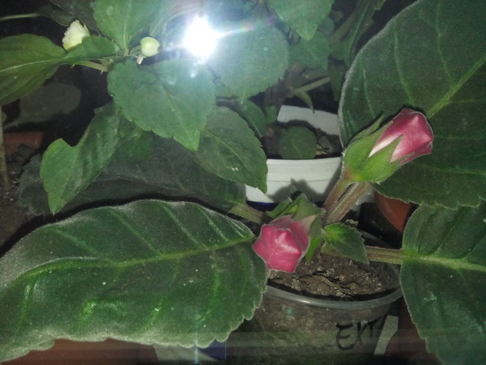 IMG_20141112_164726 - florile mele