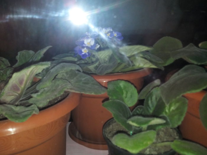 IMG_20141112_164911 - florile mele