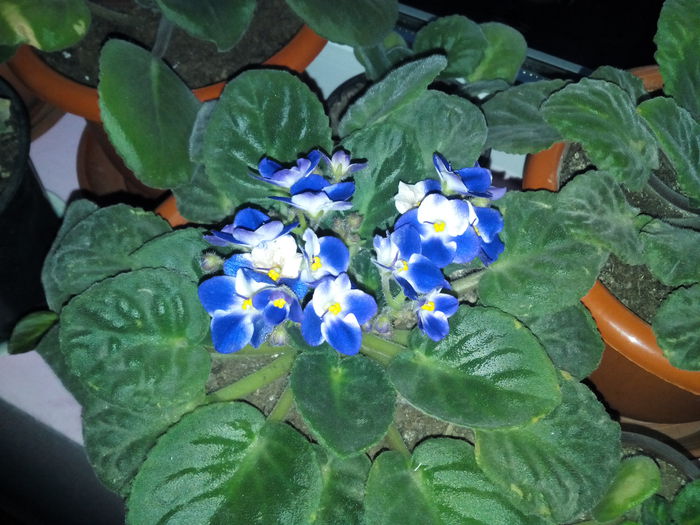 IMG_20141112_170414 - florile mele