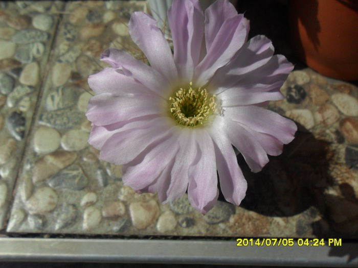 SAM_6628