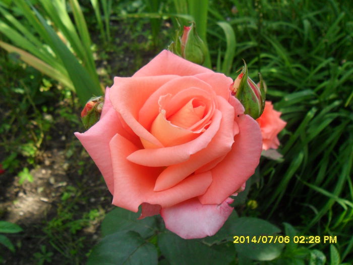 SAM_6638 - Vara 2014