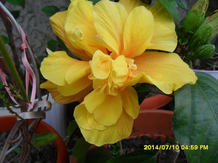 SAM_6677 - Vara 2014