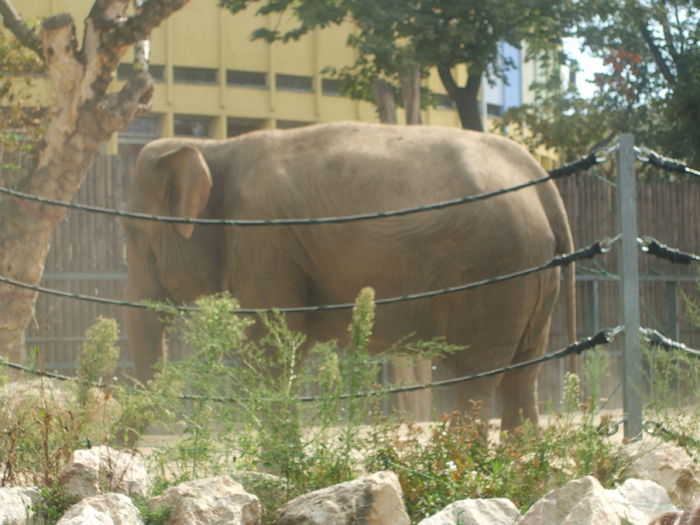 DSCF1602 - gradina zoo din Budapesta