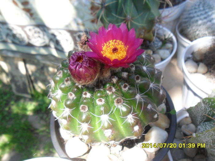 SAM_6766