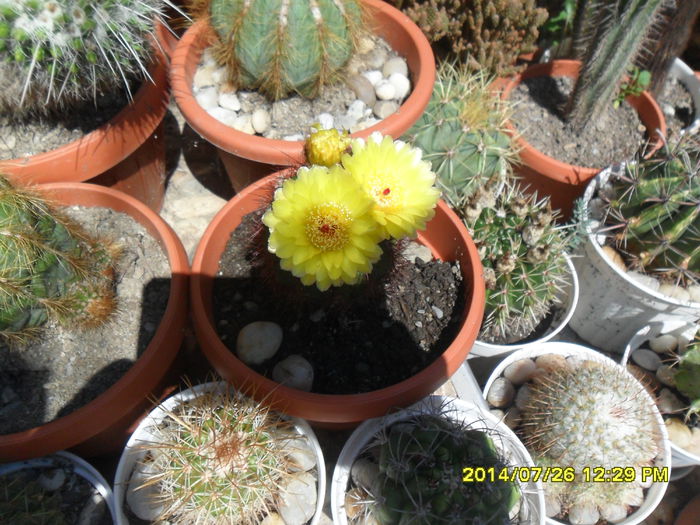 SAM_6861 - Vara 2014