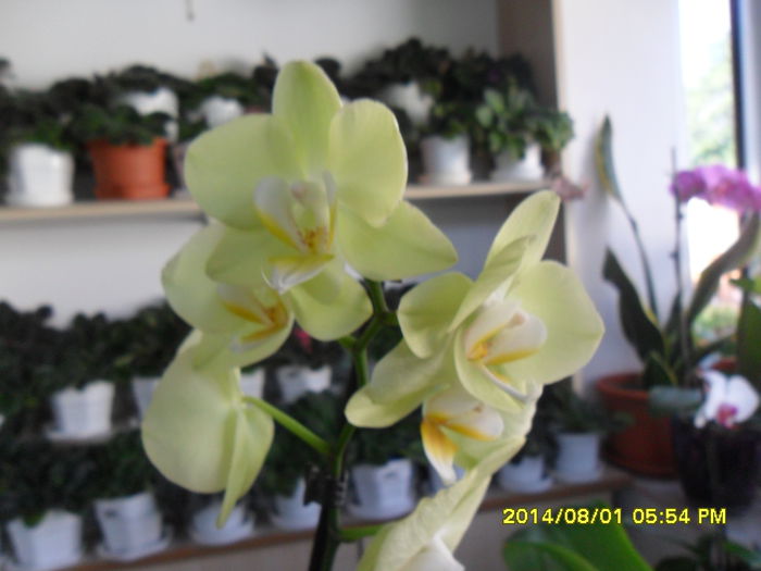 SAM_6898 - Vara 2014