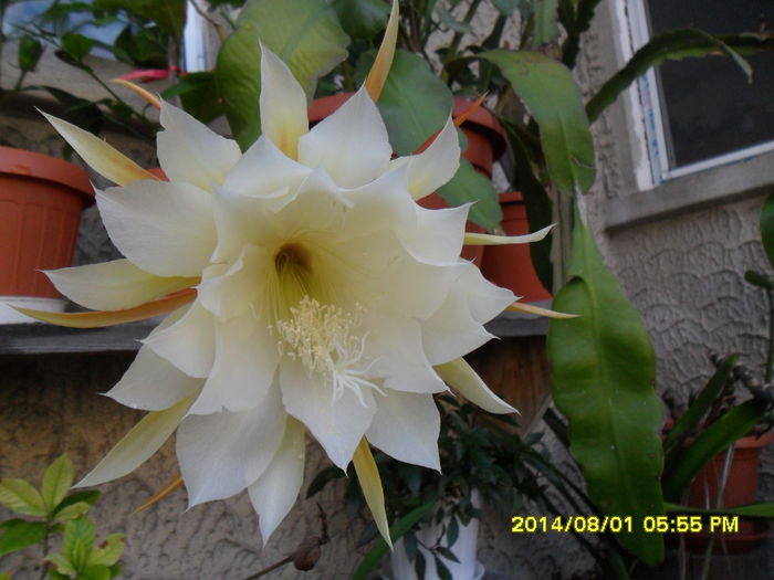 SAM_6902 - Vara 2014