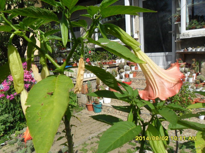 SAM_6904 - Vara 2014