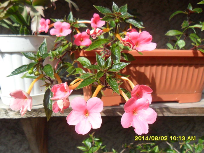 SAM_6906 - Vara 2014