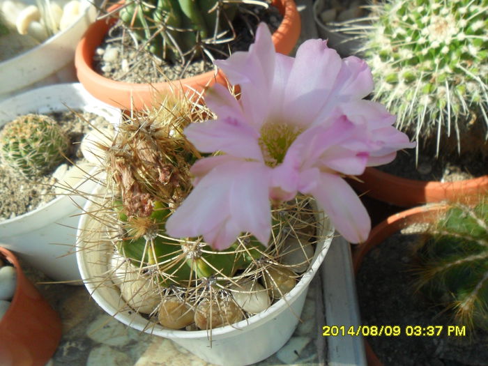 SAM_6922 - Vara 2014