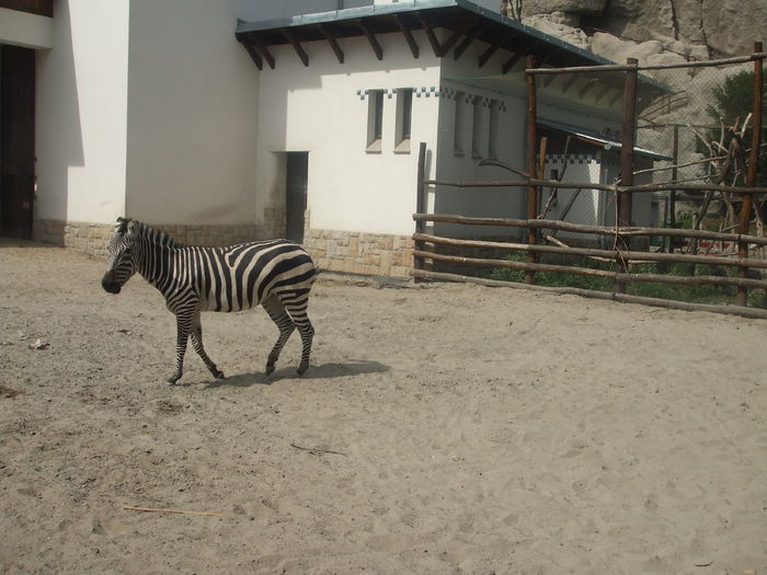 DSCF1605 - gradina zoo din Budapesta