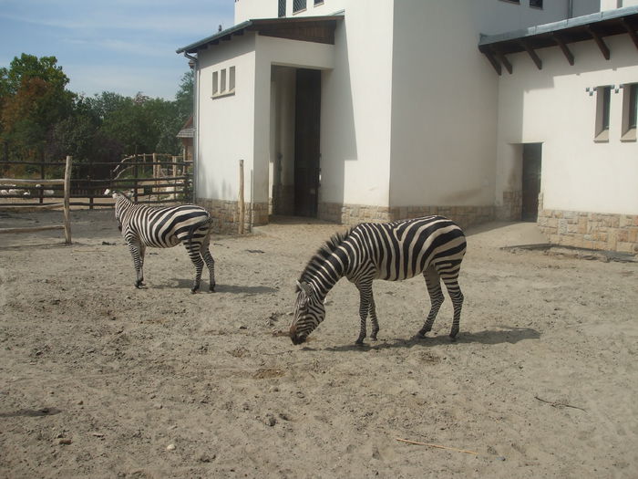 DSCF1606 - gradina zoo din Budapesta
