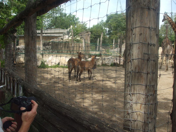 DSCF1607 - gradina zoo din Budapesta