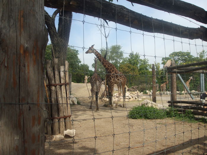 DSCF1608 - gradina zoo din Budapesta