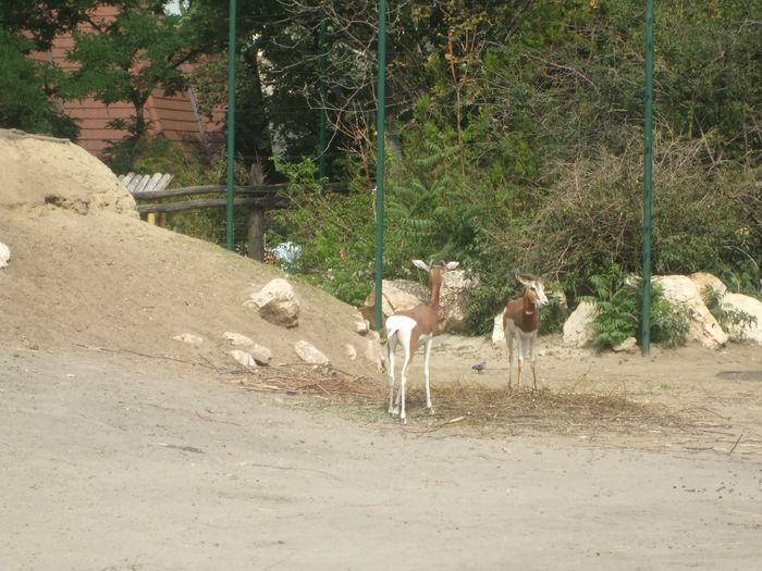 DSCF1612 - gradina zoo din Budapesta