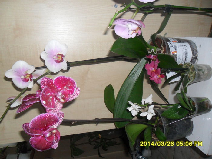 SAM_5375 - Orhidee