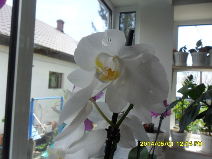 SAM_5433