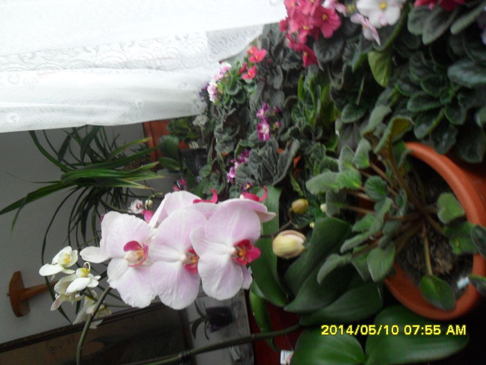 SAM_5477
